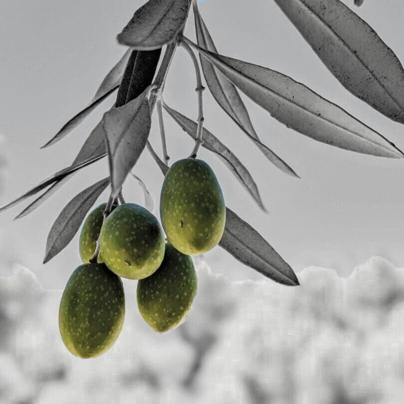 A close up of some green olives on a tree